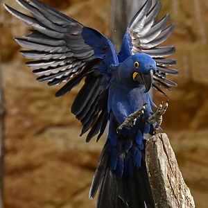 Hyacinth macaw (Anadorhynchus hyacinthinus)