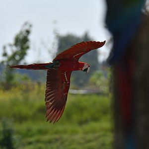 Red macaw (Ara chloropterus)
