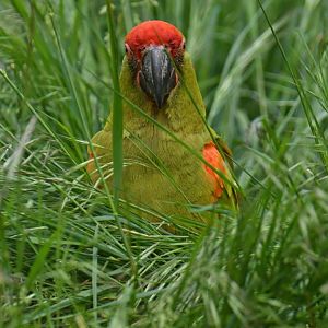 Red-fronted Macaw (Ara rubrogenys)