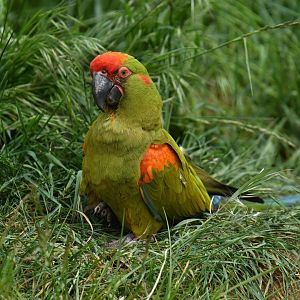 Red-fronted Macaw (Ara rubrogenys)