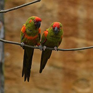 Red-fronted Macaw (Ara rubrogenys)