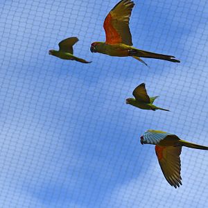 Red-fronted Macaw (Ara rubrogenys)