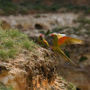 Red-fronted Macaw (Ara rubrogenys)