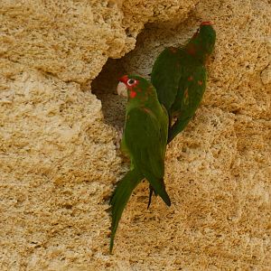 Mitred Parakeet (Psittacara mitratus)