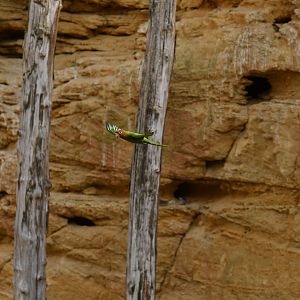 Mitred Parakeet (Psittacara mitratus)