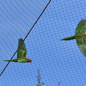 Mitred Parakeet (Psittacara mitratus)