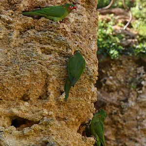 Mitred Parakeet (Psittacara mitratus)