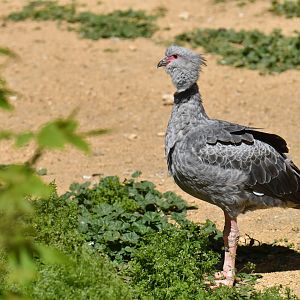 Southern Screamer (Chauna torquata)