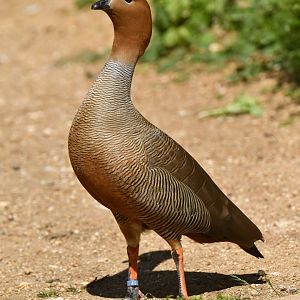 Ruddy-headed Goose (Chloephaga rubidiceps)