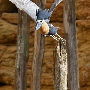 Boat-billed Heron (Cochlearius cochlearius)