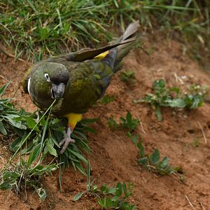 Burrowing Parakeet (Cyanoliseus patagonus)