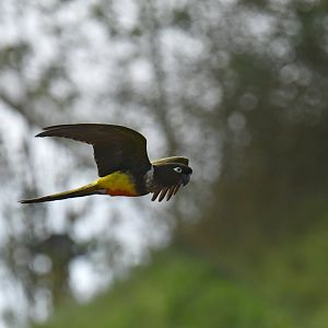 Burrowing Parakeet (Cyanoliseus patagonus)