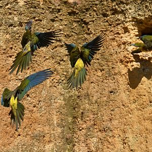 Burrowing Parakeet (Cyanoliseus patagonus)