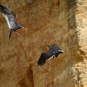 Inca tern (Larosterna inca)