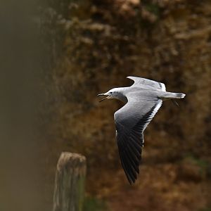 Grey Gull (Leucophaeus modestus)