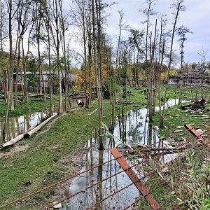 European brown bear and Eurasian wolf enclosure