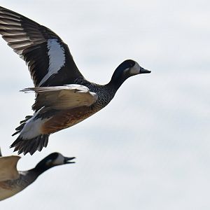 Chiloe Wigeon (Mareca sibilatrix)