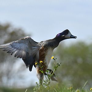 Chiloe Wigeon (Mareca sibilatrix)