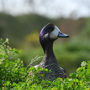 Chiloe Wigeon (Mareca sibilatrix)