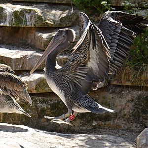 Brown pelican (Pelecanus occidentalis)