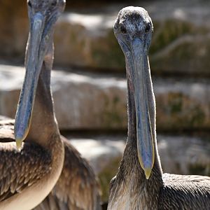 Brown pelican (Pelecanus occidentalis)