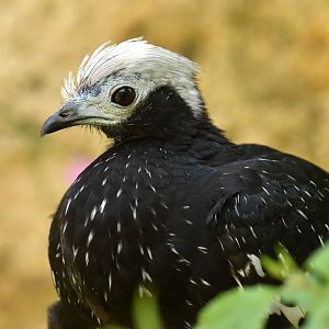 Blue-throated Piping-Guan (Pipile cumanensis)