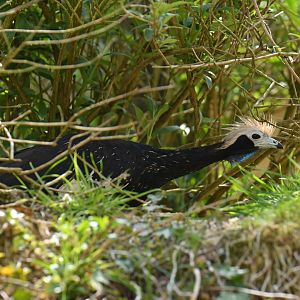 Blue-throated Piping-Guan (Pipile cumanensis)