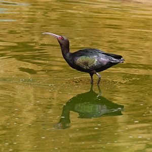Puna Ibis (Plegadis ridgwayi)