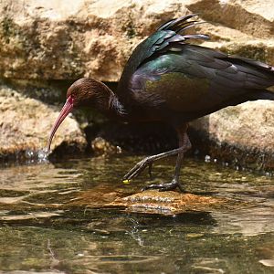 Puna Ibis (Plegadis ridgwayi)