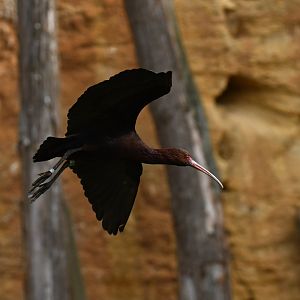 Puna Ibis (Plegadis ridgwayi)