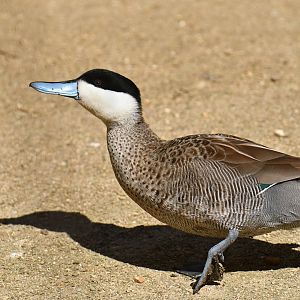 Puna Teal (Spatula puna)