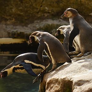 Humboldt Penguin (Spheniscus humboldti)
