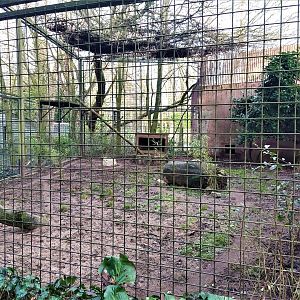 Serval enclosure