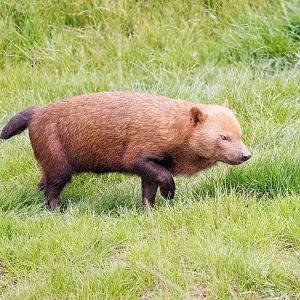 Bush Dog