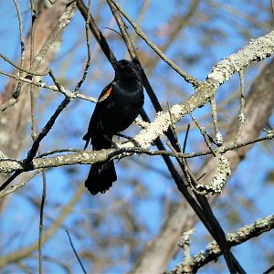 Red-winged Blackbird