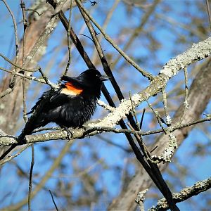 Red-winged Blackbird