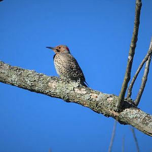 Northern Yellow-shafted Flicker