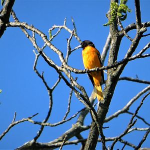Baltimore Oriole