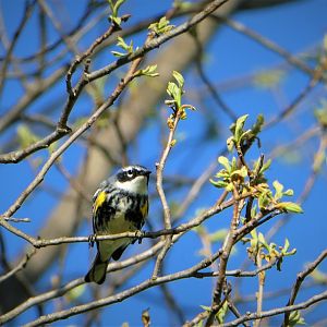Myrtle Warbler