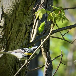 Myrtle Warbler