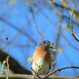Eastern Bluebird