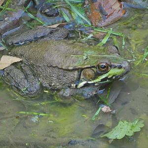 Northern Green Frog