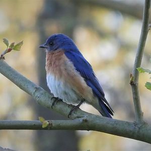 Eastern Bluebird