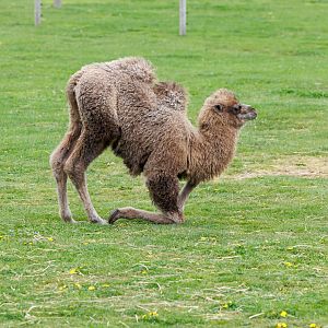 baby Camel