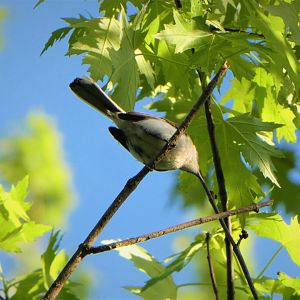 Blue-gray Gnatcatcher