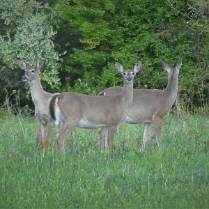 Northern White-tailed Deer