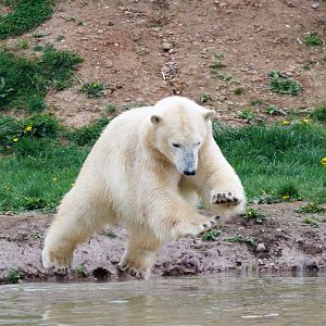 male Polar cub
