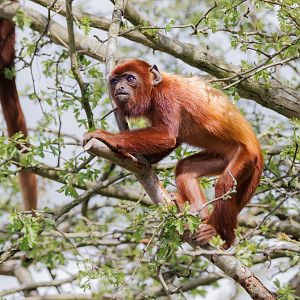 infant Red Howler