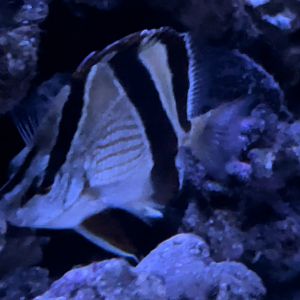 French butterflyfish