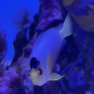 multicolor angelfish